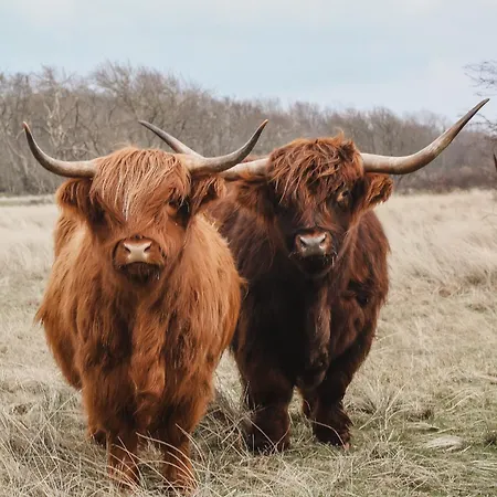 Strandhuisjes Zoomers Aan Zee 3* קסטריקום